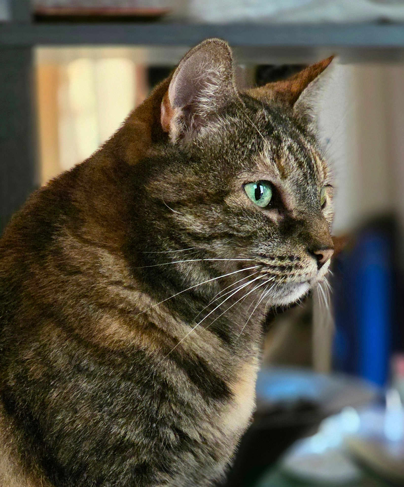 Polka participe au concours pour gagner de l'argent avec cette photo : animal, background_blur, cat, close_up, cute, domestic_cat, ears, face, feline, fur, green_eyes, indoor, looking, mammal, pet, portrait, profile_view, soft_focus, tabby_cat, whiskers