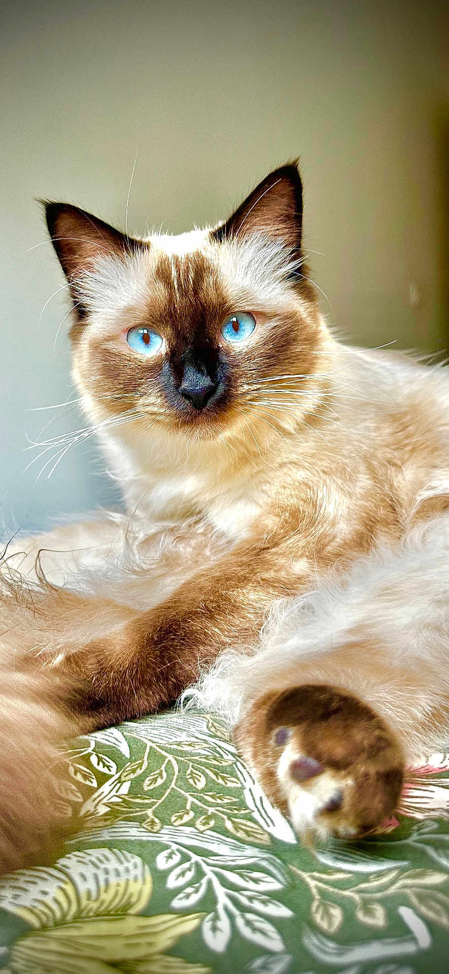 Nuggets a rejoint le concours — aidez-le/la à gagner de superbes lots ! cat, blue_eyes, fluffy, fur, paw, whiskers, ears, lying_down, close_up, indoor, pet, animal, mammal, relaxed, cute, portrait, feline, soft_fur, patterned_surface, resting