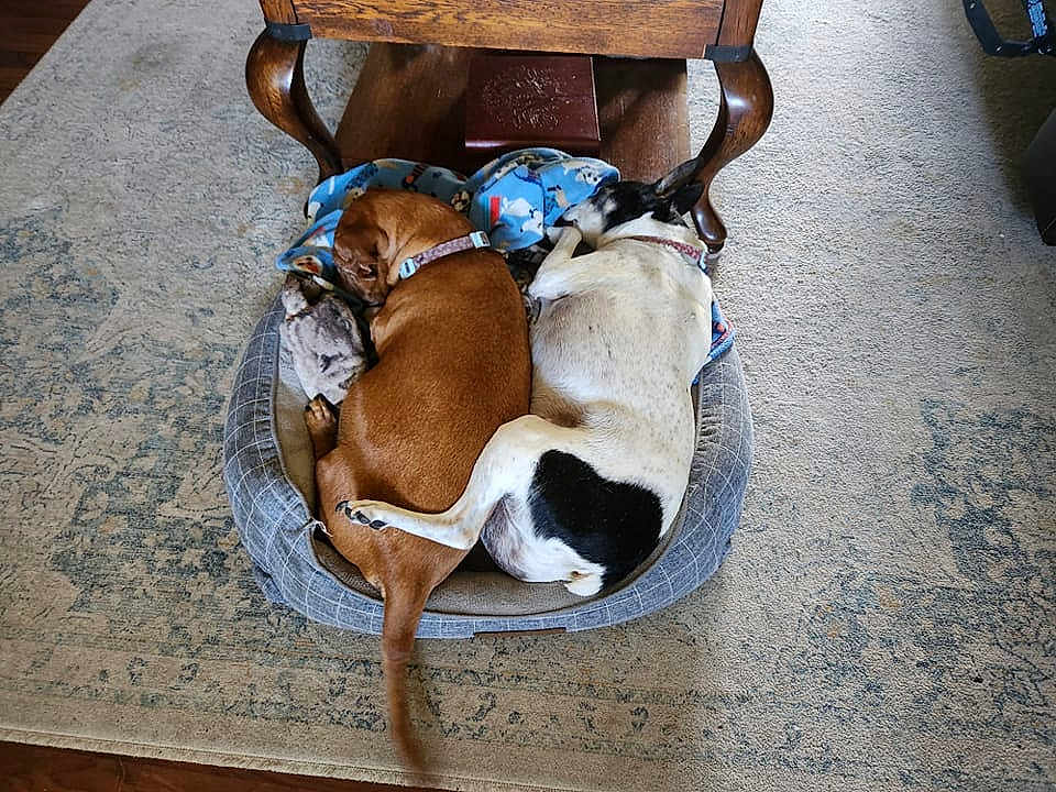 Cornbread And Trevor