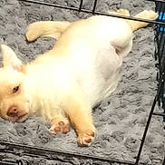 Zadie joined the competition — help win amazing prizes! adorable, blanket, cage, chihuahua, cozy, crate, dog, ear, fur, indoor, lazy, nose, paw, pet, pet_bed, plush, puppy, resting, sleeping, small_dog