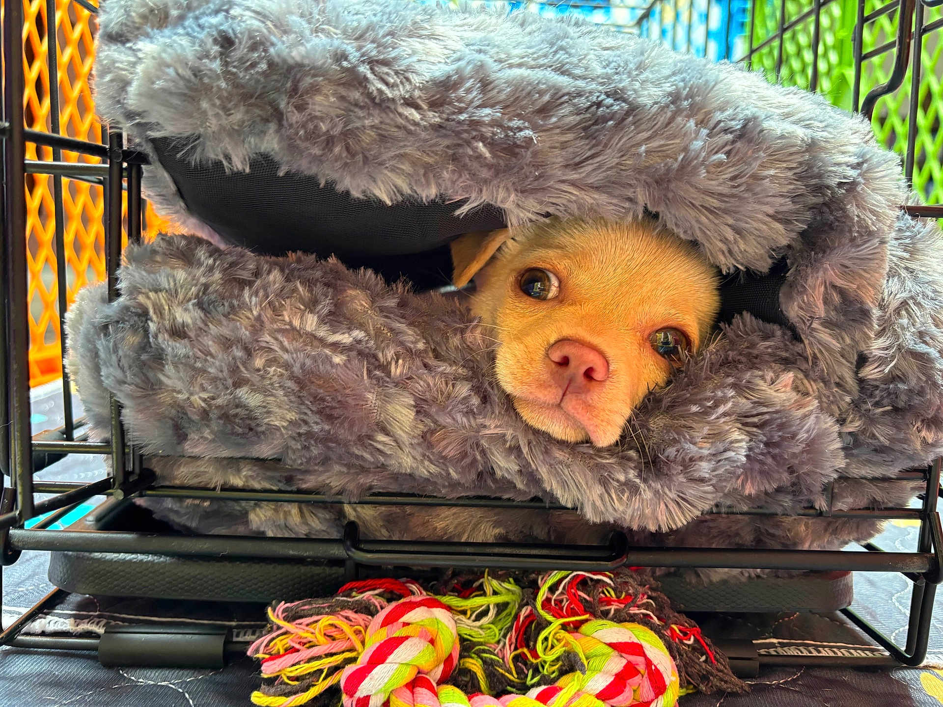 Zadie is registered to the contest to win money with this photo: blanket, close_up, colorful_toy, cozy, crate, cute, dog, eyes, fur, indoor, metal_bars, nose, pet, plush_bed, portrait, puppy, resting, rope_toy, soft_texture, whiskers