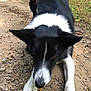 attention, black_and_white, border_collie, canine, close_up, dog, ears, forest, grass, gravel_path, laying_down, nature, nose, outdoors, path, paws, pet, portrait, sniffing, trail