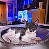 Loki a rejoint le concours — aidez-le/la à gagner de superbes lots ! cat, kitten, gray_and_white, green_eyes, yellow_collar, lying_down, relaxed, pet, animal, portrait, glass_dish, serving_tray, table, living_room, television, blue_lighting, indoor, home, furniture, text_overlay
