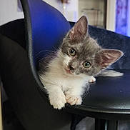 Loki a rejoint le concours — aidez-le/la à gagner de superbes lots ! kitten, cat, gray_cat, white_chest, green_eyes, whiskers, ears, paws, animal, pet, cute, portrait, sitting, lounging, chair, furniture, indoor, home, close_up, photography
