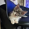 kitten, cat, gray_cat, white_chest, green_eyes, whiskers, ears, paws, animal, pet, cute, portrait, sitting, lounging, chair, furniture, indoor, home, close_up, photography
