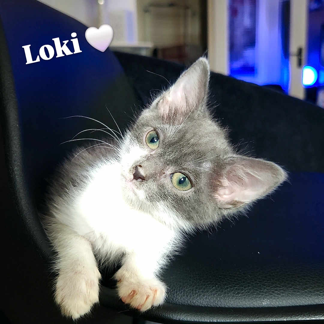 Loki