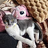 Loki a rejoint le concours — aidez-le/la à gagner de superbes lots ! cat, kitten, gray_and_white, feline, pet, animal, portrait, indoors, blanket, plush_toy, stuffed_animal, cozy, couch, relaxed, lying_down, yellow_eyes, whiskers, ears, fur, home