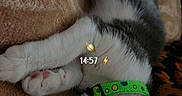 Loki participe au concours pour gagner de l'argent avec cette photo : cat, sleeping, black_and_white, pet, animal, kitten, collar, green_collar, paws, whiskers, fur, upside_down, cozy, blanket, indoors, close_up, resting, cute, relaxed, nap