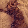 cat, tabby, kitten, pet, furry, fluffy, whiskers, ears, eyes, paws, striped_fur, lying_down, relaxed, cute, portrait, blanket, indoors, cozy, close_up, animal