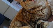 Bella a rejoint le concours — aidez-le/la à gagner de superbes lots ! cat, ginger_cat, orange_cat, tabby, feline, pet, animal, close_up, portrait, face, eyes, whiskers, ears, fur, striped_fur, lying_down, blanket, indoor, heart_stickers, cute