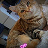 cat, ginger_cat, orange_cat, tabby, feline, pet, animal, close_up, portrait, face, eyes, whiskers, ears, fur, striped_fur, lying_down, blanket, indoor, heart_stickers, cute