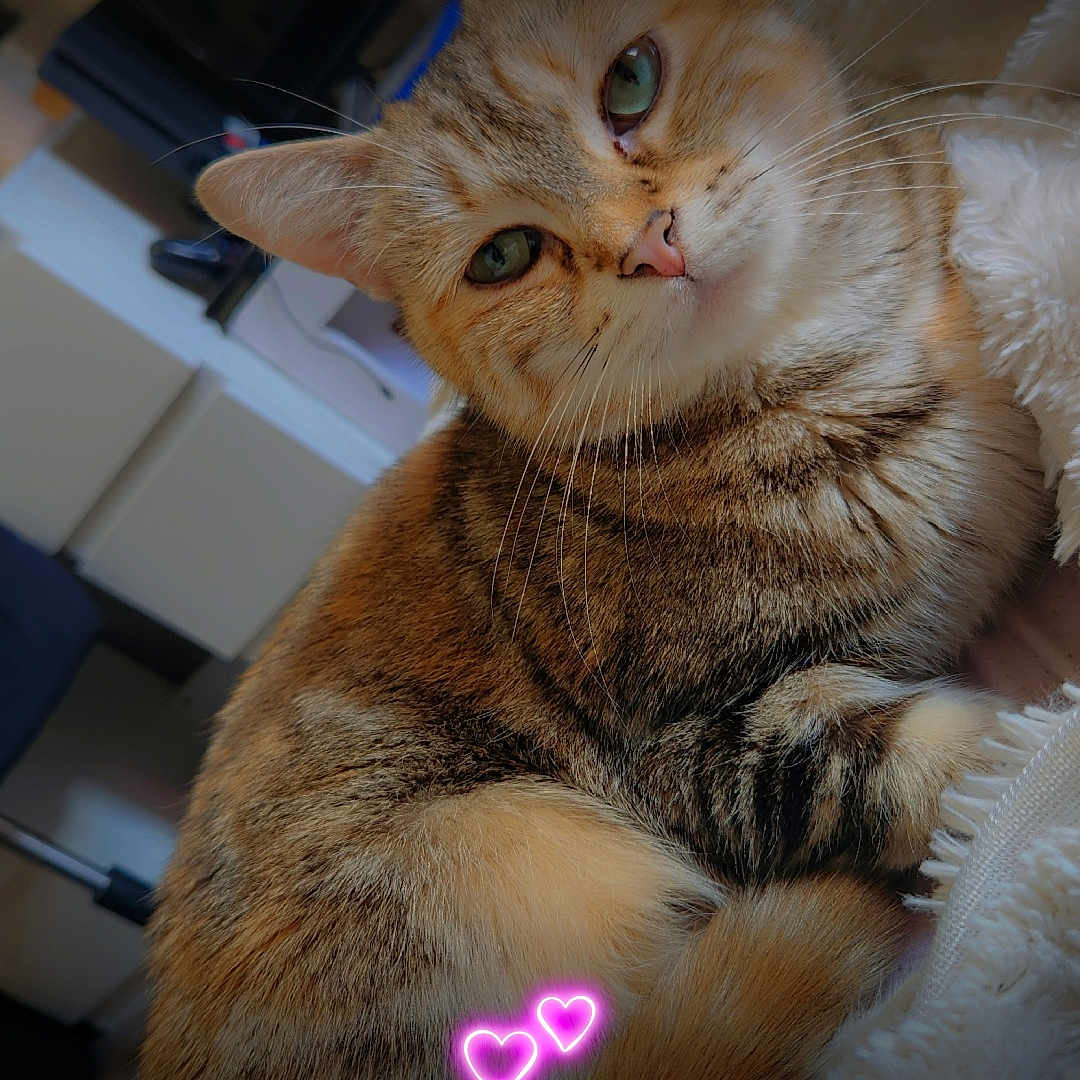 Bella