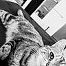 cat, tabby_cat, pet, animal, feline, whiskers, ears, eyes, striped_fur, black_and_white, lying_down, bed, indoor, home, bedroom, relaxed, portrait, close_up, tilted_composition, photography