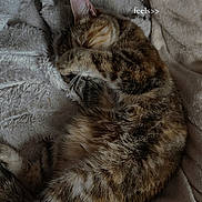Bella participe au concours pour gagner de l'argent avec cette photo : cat, tabby_cat, sleeping, curled_up, pet, furry, whiskers, ears, striped_fur, brown, black, blanket, soft, cozy, indoors, resting, relaxed, close_up, portrait, nap