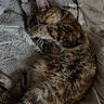 cat, tabby_cat, sleeping, curled_up, pet, furry, whiskers, ears, striped_fur, brown, black, blanket, soft, cozy, indoors, resting, relaxed, close_up, portrait, nap