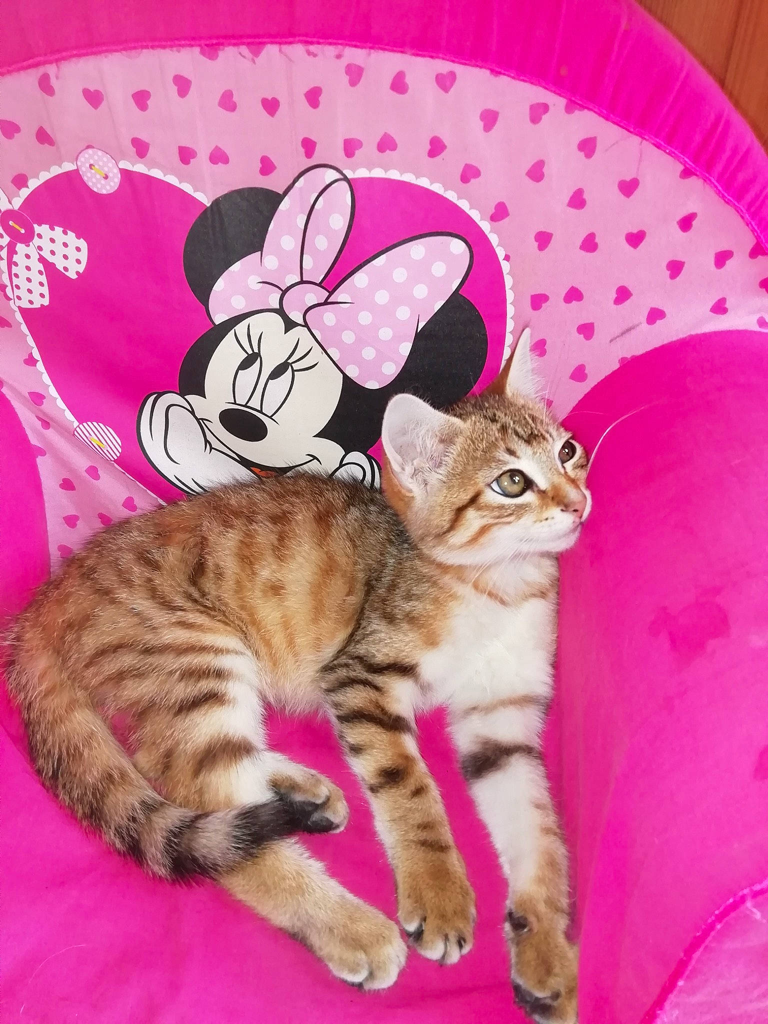 Miel a rejoint le concours — aidez-le/la à gagner de superbes lots ! american_shorthair, asian, bengal, california_spangled, carnivore, cat, dragon_li, european_shorthair, felidae, kitten, mammal, ocicat, pink, savannah, small_to_medium_sized_cats, sokoke, tabby_cat, tail, whiskers