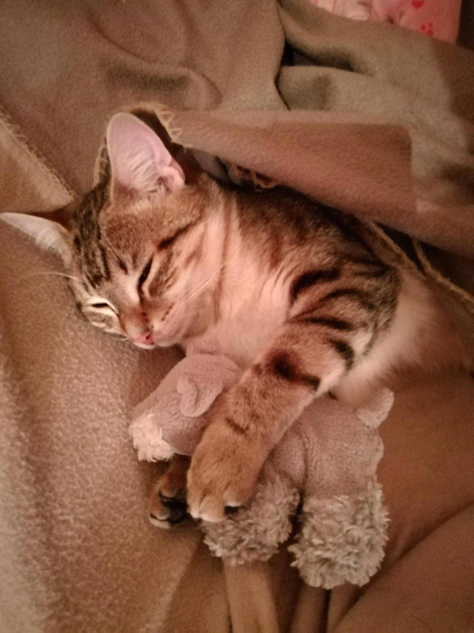 Miel participe au concours pour gagner de l'argent avec cette photo : american_shorthair, asian, australian_mist, carnivore, cat, dragon_li, ear, european_shorthair, fawn, felidae, fur, kitten, mammal, ocicat, pixie_bob, small_to_medium_sized_cats, sokoke, tabby_cat, vertebrate, whiskers