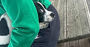 Aria participe au concours pour gagner de l'argent avec cette photo : bench, black_pants, casual_clothing, cozy, cuddling, dog, green_sweatshirt, lap, nike_logo, outdoor, paw, person, pet, puppy, sitting, snout, spotted_fur, texture_wood, wide_eyes, wooden_deck