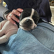 Aria participe au concours pour gagner de l'argent avec cette photo : puppy, dog, sleeping, lap, human_hand, manicure, jeans, tile_floor, sunlight, indoor, nose, whiskers, paw, black_and_white, fur, cozy, sleeping_pose, pet, home, watch