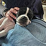 puppy, dog, sleeping, lap, human_hand, manicure, jeans, tile_floor, sunlight, indoor, nose, whiskers, paw, black_and_white, fur, cozy, sleeping_pose, pet, home, watch