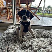 Arya is registered to the contest to win money with this photo: puppy, dog, black_and_white, harness, shaggy_rug, rug, indoor, glass_door, patio, wooden_chairs, table, tile_floor, sitting, looking_at_camera, pet, cute, sunlight, balcony, living_room, close_up
