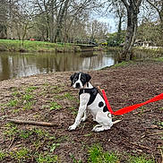 Arya participe au concours pour gagner de l'argent avec cette photo : dog, puppy, black_and_white, spot_pattern, harness, red_leash, river, park, grass, mud, tree, water, bridge, outdoors, sitting, looking_at_camera, paws, canine, leaf_litter, overcast_sky