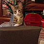 abyssinian, adult, animal, architecture, building, cat, chair, couch, female, furniture, indoors, interiordesign, kitten, livingroom, person, pet, plant, pottedplant, room, woman