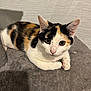 Cléo a rejoint le concours — aidez-le/la à gagner de superbes lots ! cat, calico, pet, animal, feline, indoor, curious, perch, soft, gray, white, black, orange, whiskers, ears, paws, closeup, cute, relaxed, looking