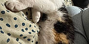 Cléo a rejoint le concours — aidez-le/la à gagner de superbes lots ! cat, calico, sleeping, paw, blanket, polka_dots, feline, cozy, indoor, pet, fur, resting, cute, animal, whiskers, ears, relaxed, closeup, soft, comfort