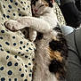 cat, calico, sleeping, paw, blanket, polka_dots, feline, cozy, indoor, pet, fur, resting, cute, animal, whiskers, ears, relaxed, closeup, soft, comfort