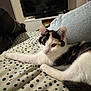 Cléo participe au concours pour gagner de l'argent avec cette photo : cat, calico_cat, indoor, blanket, polka_dots, television, jeans, leg, furniture, relaxed, pet, animal, home, resting, cute, tabby, white_fur, black_fur, orange_fur, domestic_cat