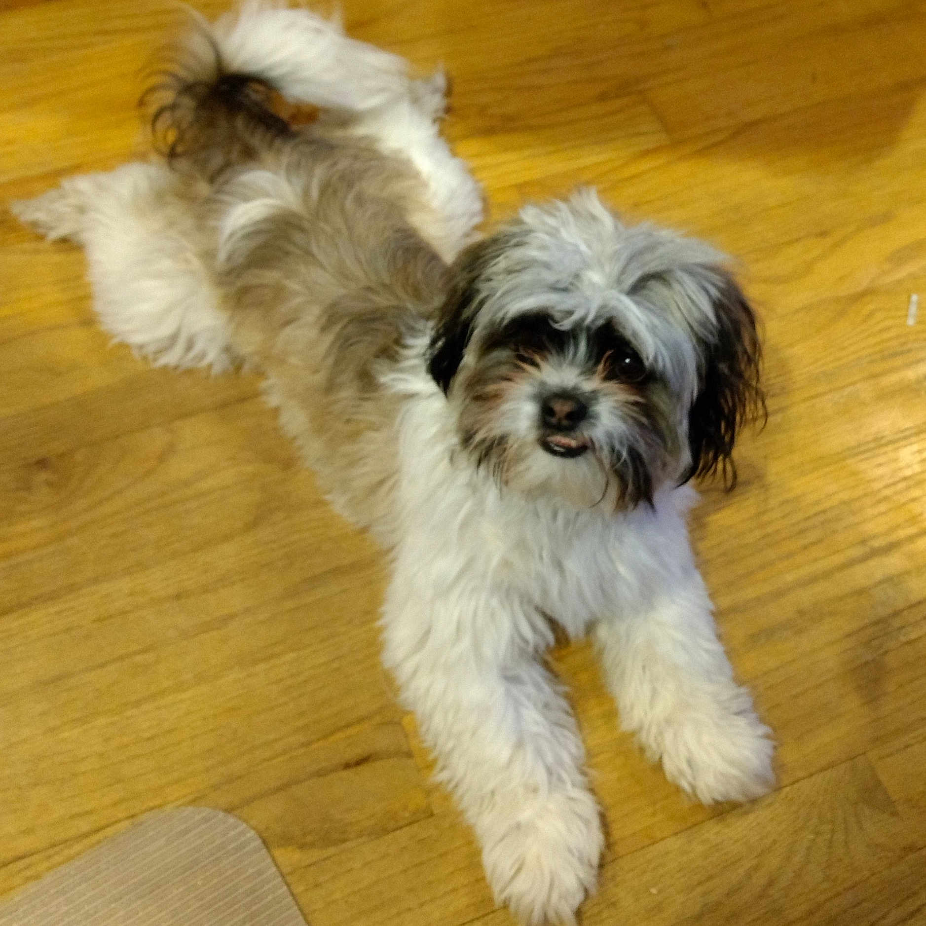 Gg joined the competition — help win amazing prizes! bolonka, canidae, carnivore, companion_dog, dog, dog_breed, havanese, kyi_leo, lowchen, mal_shi, maltepoo, maltese, mammal, morkie, puppy, schnoodle, shih_tzu, sporting_lucas_terrier, tibetan_terrier, vertebrate