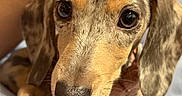 Princess joined the competition — help win amazing prizes! adorable, animal, black, brown, close_up, companion, cute, dachshund, dog, ears, eyes, fur, human_arm, indoor, pet, puppy, resting, soft_surface, spotted, young