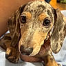 adorable, animal, black, brown, close_up, companion, cute, dachshund, dog, ears, eyes, fur, human_arm, indoor, pet, puppy, resting, soft_surface, spotted, young