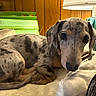 Princess is registered to the contest to win money with this photo: animal, black_spots, blanket, brown, cozy, curled_up, cute, dachshund, dapple, dog, fur, indoor, lamp, looking, pet, puppy, resting, small_dog, spot, wood_paneling