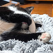 Chaussette a rejoint le concours — aidez-le/la à gagner de superbes lots ! cat, black_and_white, paw, blanket, indoor, cozy, sleeping, fur, pet, cute, relaxing, close_up, soft, texture, animal, whiskers, nap, home, feline, resting
