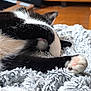 cat, black_and_white, paw, blanket, indoor, cozy, sleeping, fur, pet, cute, relaxing, close_up, soft, texture, animal, whiskers, nap, home, feline, resting