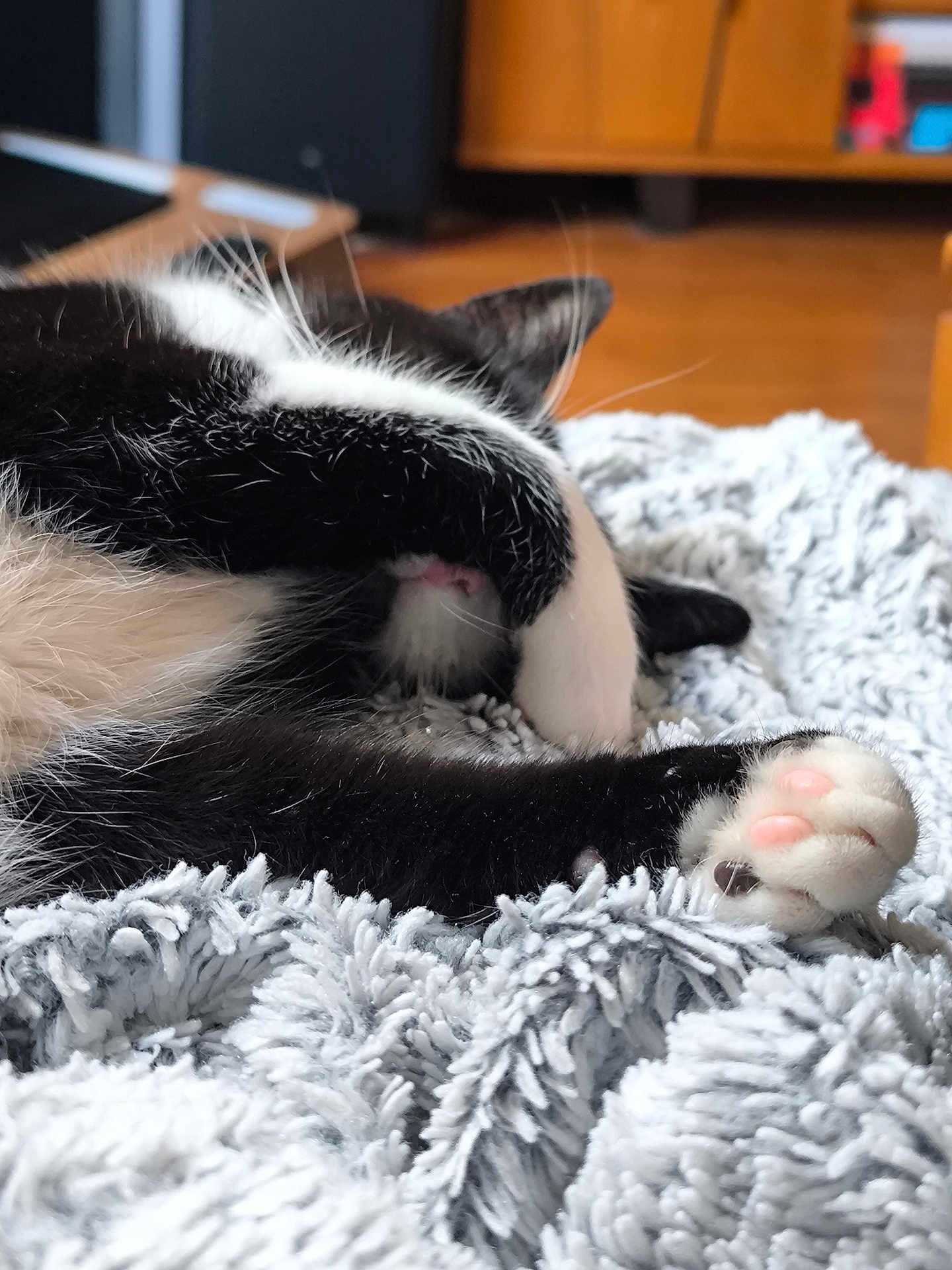 Chaussette a rejoint le concours — aidez-le/la à gagner de superbes lots ! cat, black_and_white, paw, blanket, indoor, cozy, sleeping, fur, pet, cute, relaxing, close_up, soft, texture, animal, whiskers, nap, home, feline, resting