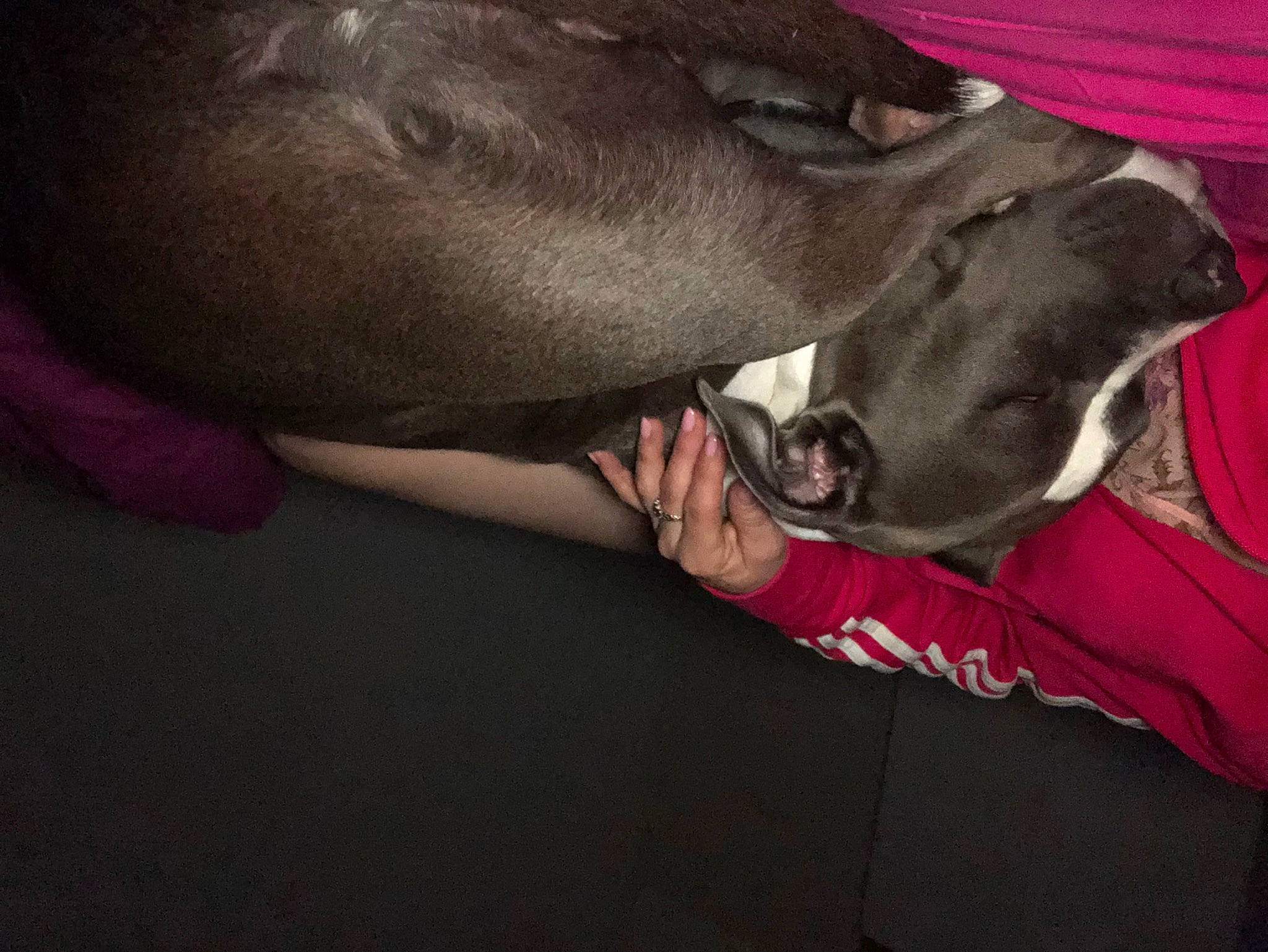 The Queen Chanel participe au concours pour gagner de l'argent avec cette photo : carnivore, comfort, companion_dog, dog, dog_breed, dog_collar, elbow, fashion_accessory, fur, gesture, guard_dog, leash, liver, magenta, pointing_breed, sighthound, weimaraner, whiskers, working_animal, wrinkle