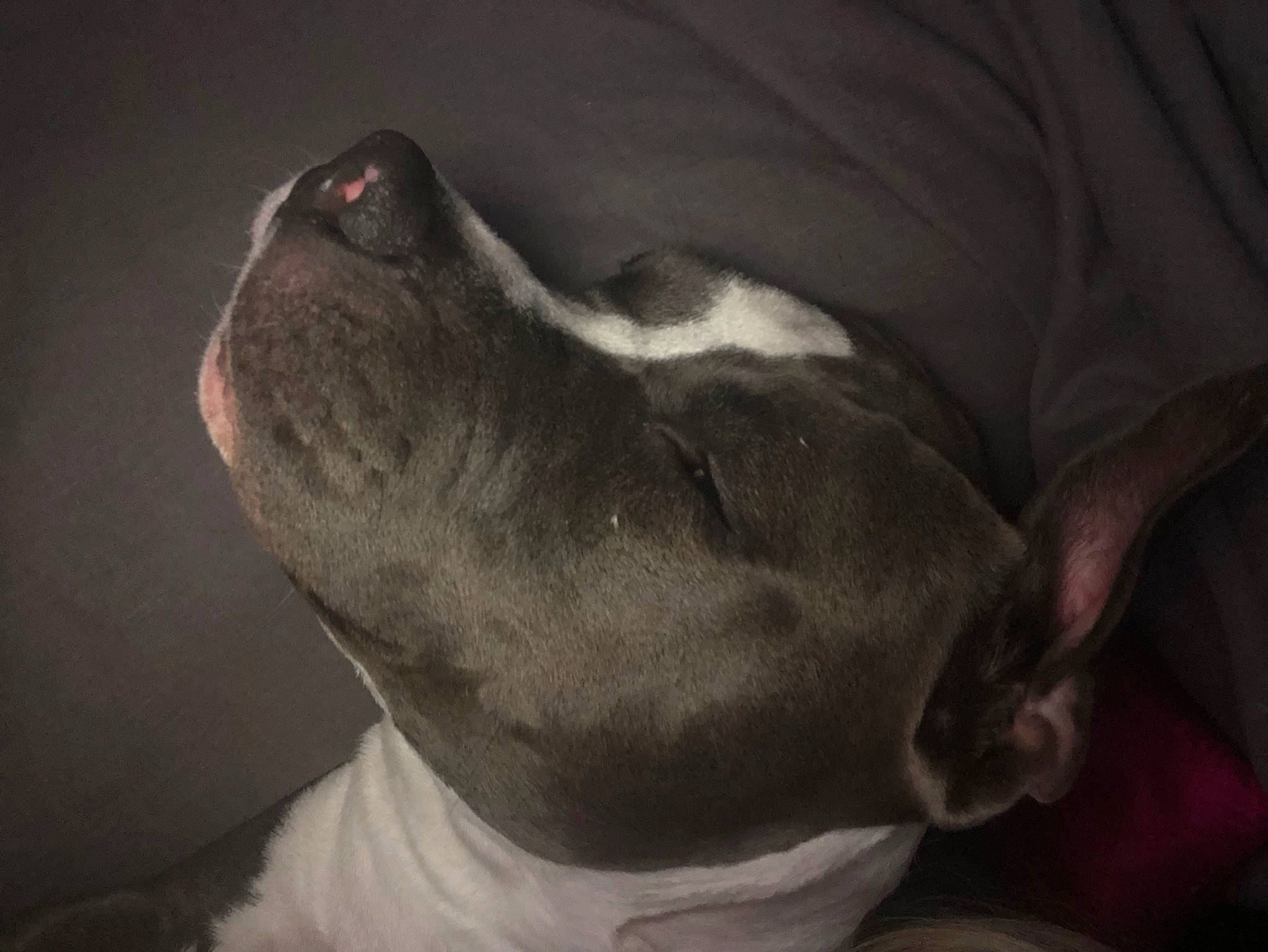 The Queen Chanel participe au concours pour gagner de l'argent avec cette photo : bored, carnivore, comfort, companion_dog, dog, dog_breed, ear, fawn, fur, grey, no_expression, non_sporting_group, snout, sporting_group, whiskers, working_animal
