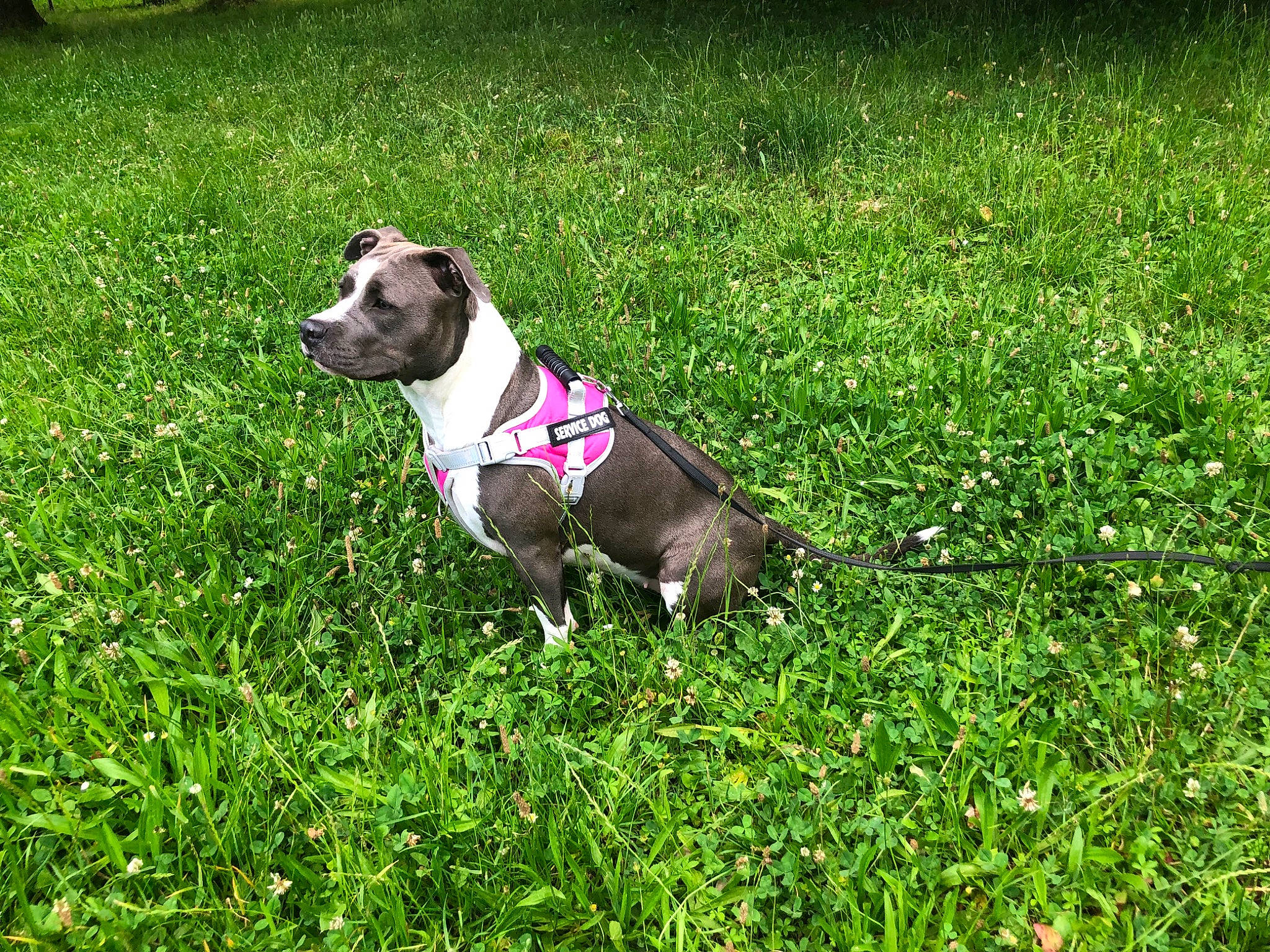 The Queen Chanel a rejoint le concours — aidez-le/la à gagner de superbes lots ! canidae, carnivore, collar, companion_dog, dog, dog_breed, dog_collar, dog_supply, fashion_accessory, fawn, grass, grassland, groundcover, lawn, leash, non_sporting_group, pet_supply, plant, tail, working_animal