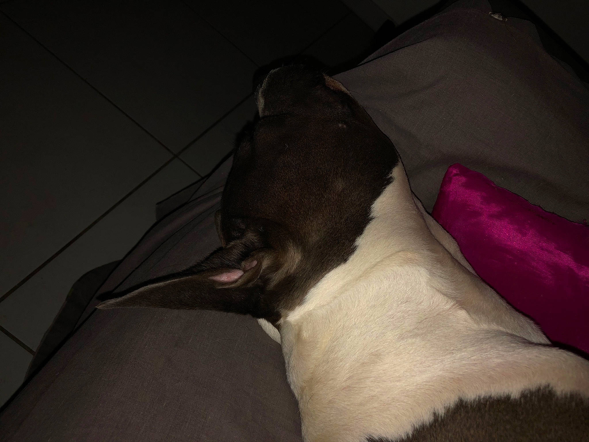 The Queen Chanel a rejoint le concours — aidez-le/la à gagner de superbes lots ! canidae, carmine, carnivore, comfort, companion_dog, darkness, dog, dog_breed, felidae, linens, non_sporting_group, rampur_greyhound, snout, sporting_group, tail, terrestrial_animal, tints_and_shades, whiskers