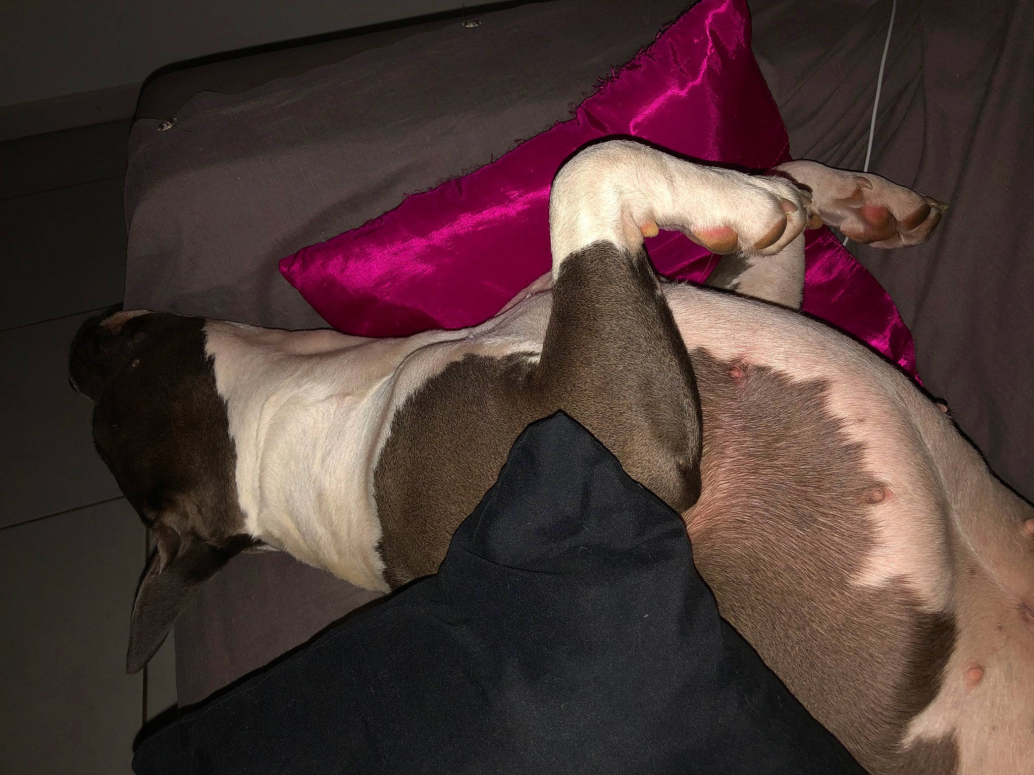 The Queen Chanel a rejoint le concours — aidez-le/la à gagner de superbes lots ! abdomen, bed, bed_sheet, bedding, chest, comfort, couch, elbow, finger, foot, human_leg, knee, leg, linens, magenta, pillow, room, thigh, trunk, wrist