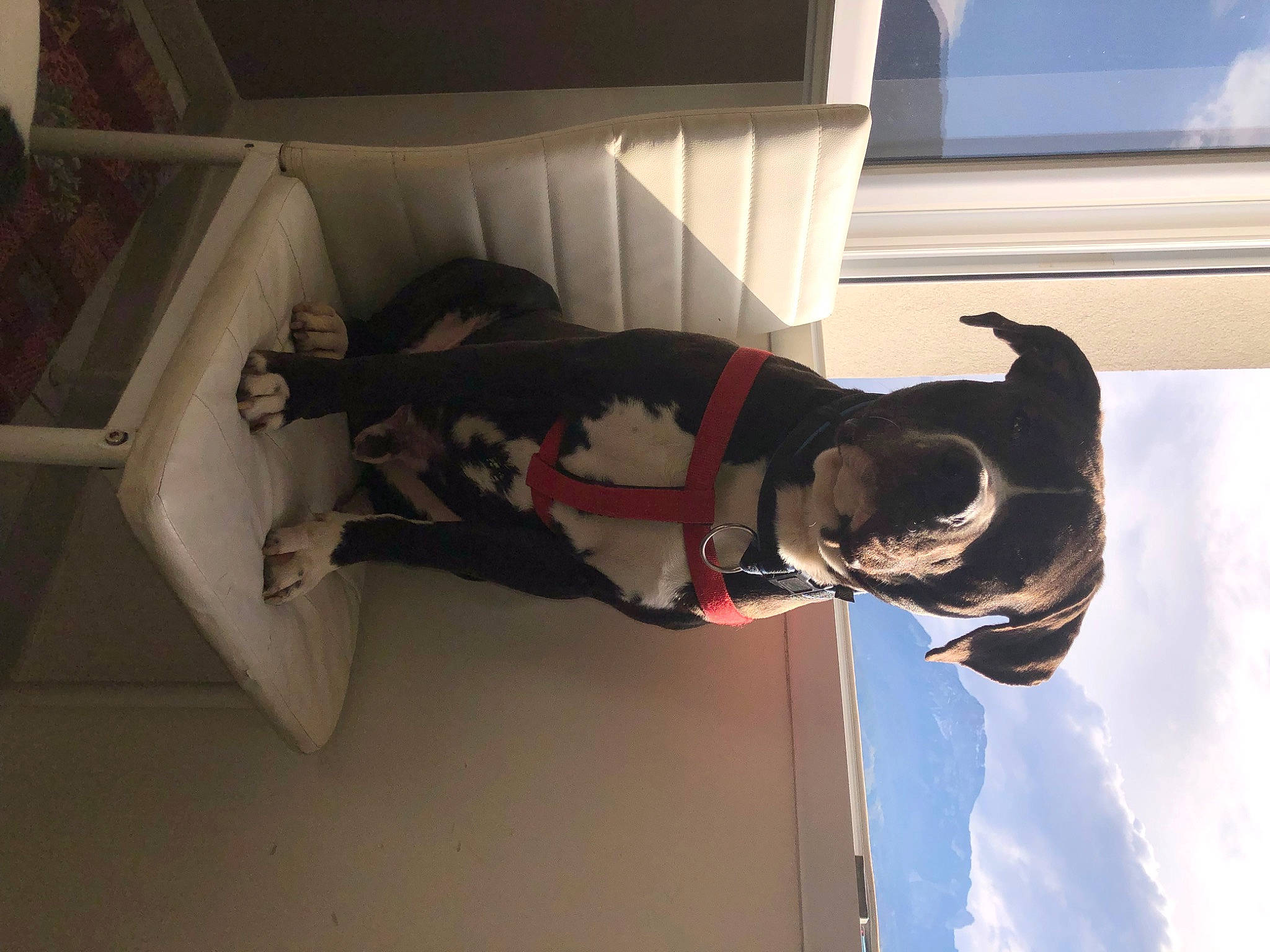 Tupak participe au concours pour gagner de l'argent avec cette photo : canidae, carmine, carnivore, cloud, comfort, companion_dog, dog, dog_breed, dog_collar, elbow, eyewear, fawn, flooring, guard_dog, room, sporting_group, sunglasses, tail, window, wood