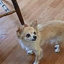 alert, big_eyes, chair_leg, chihuahua, companion, cute, dog, domestic_animal, fluffy, fur, hardwood_floor, indoor, looking_up, paws, pet, portrait, small_dog, standing, tan_fur, white_fur