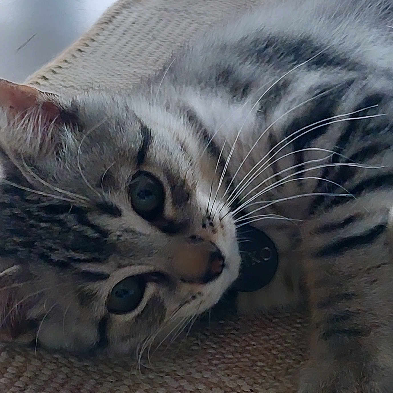 Meïko a rejoint le concours — aidez-le/la à gagner de superbes lots ! animal, cat, close_up, collar, cute, domestic_cat, eyes, fabric, fur, indoor, lying_down, paw, pet, portrait, relaxed, resting, sleepy, tabby, texture, whiskers