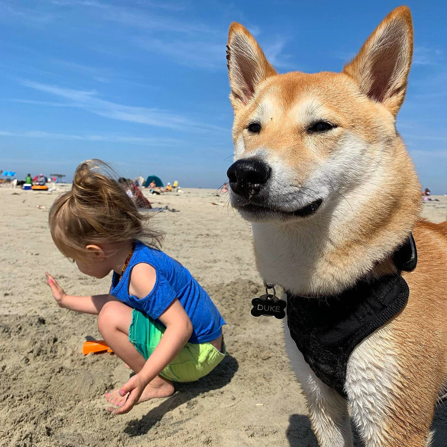 Duke joined the competition — help win amazing prizes! beach, canidae, carnivore, cloud, collar, companion_dog, dog, dog_breed, fawn, fur, landscape, leisure, sandal, sky, snout, sporting_group, toddler, travel, whiskers, working_animal
