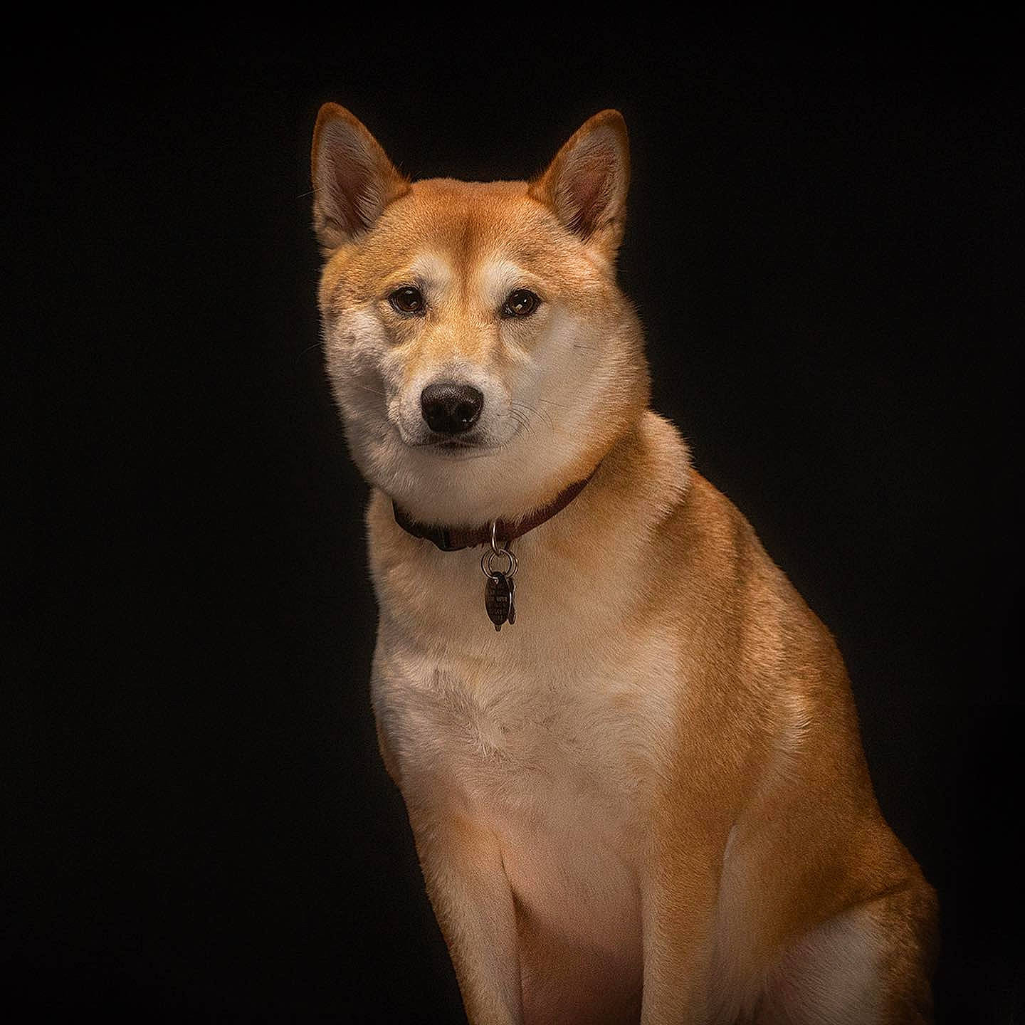 Duke joined the competition — help win amazing prizes! ancient_dog_breeds, canidae, carnivore, companion_dog, dog, dog_breed, fawn, fur, non_sporting_group, snout, spitz, tail, terrestrial_animal, whiskers, wildlife