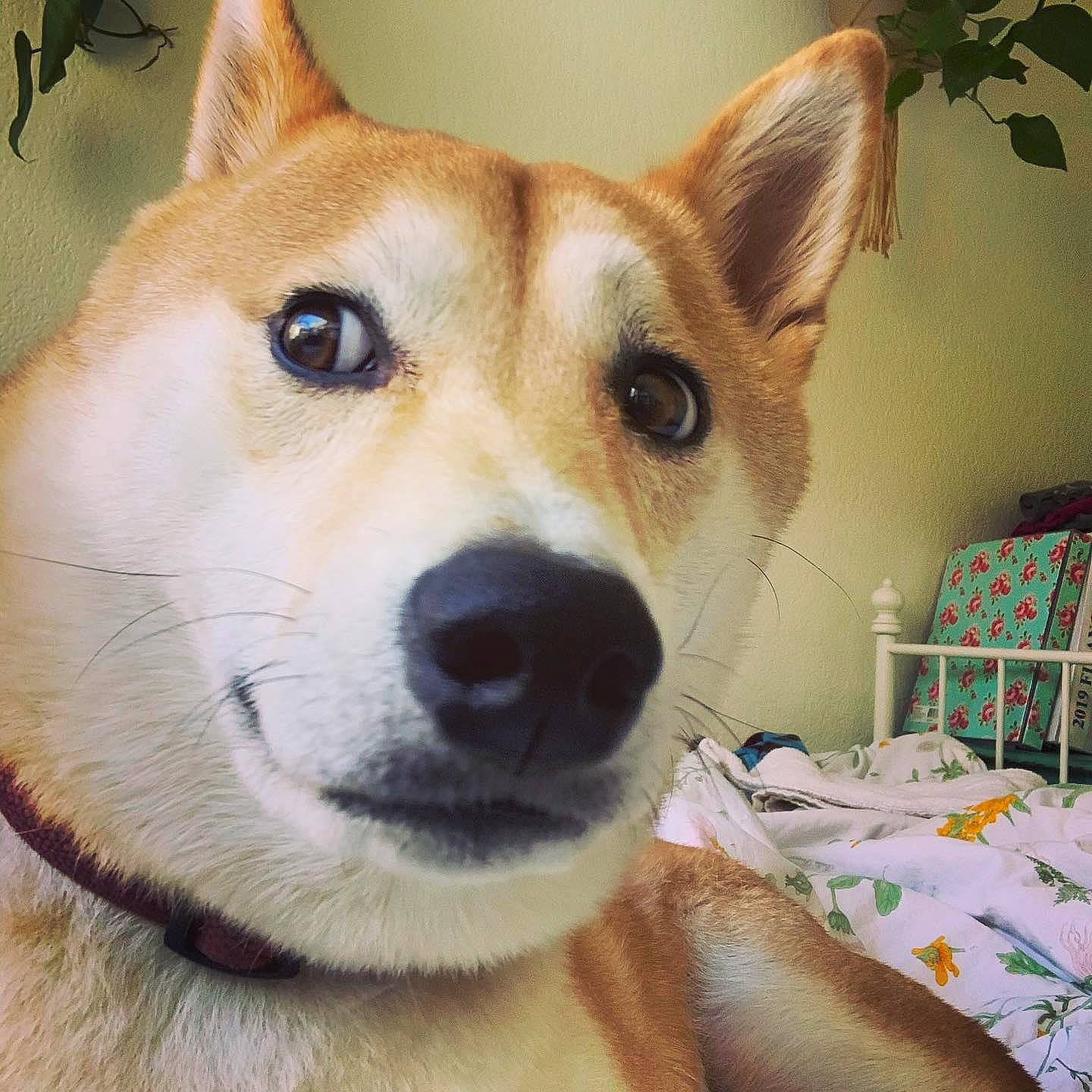 Duke joined the competition — help win amazing prizes! ancient_dog_breeds, canidae, carnivore, companion_dog, dingo, dog, dog_breed, fawn, fur, houseplant, non_sporting_group, plant, snout, spitz, sporting_group, square, terrestrial_animal, welsh_corgi, whiskers, working_dog