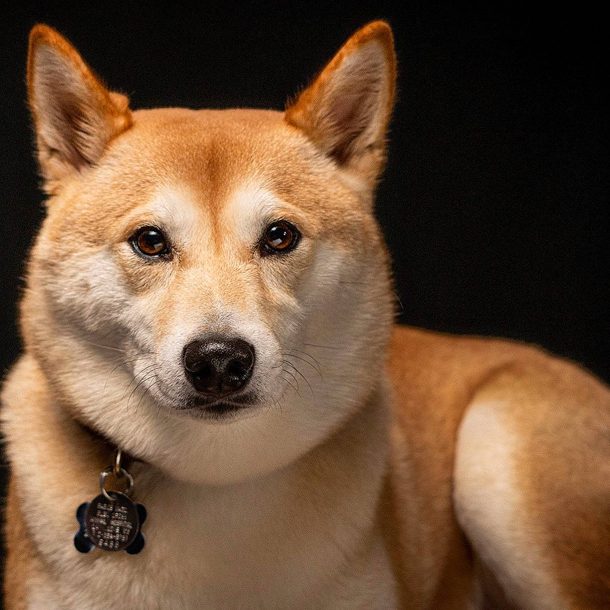 Duke is registered to the contest to win money with this photo: ancient_dog_breeds, canidae, canis, carnivore, companion_dog, dog, dog_breed, fawn, fur, jewellery, non_sporting_group, snout, sporting_group, terrestrial_animal, whiskers, working_animal, working_dog